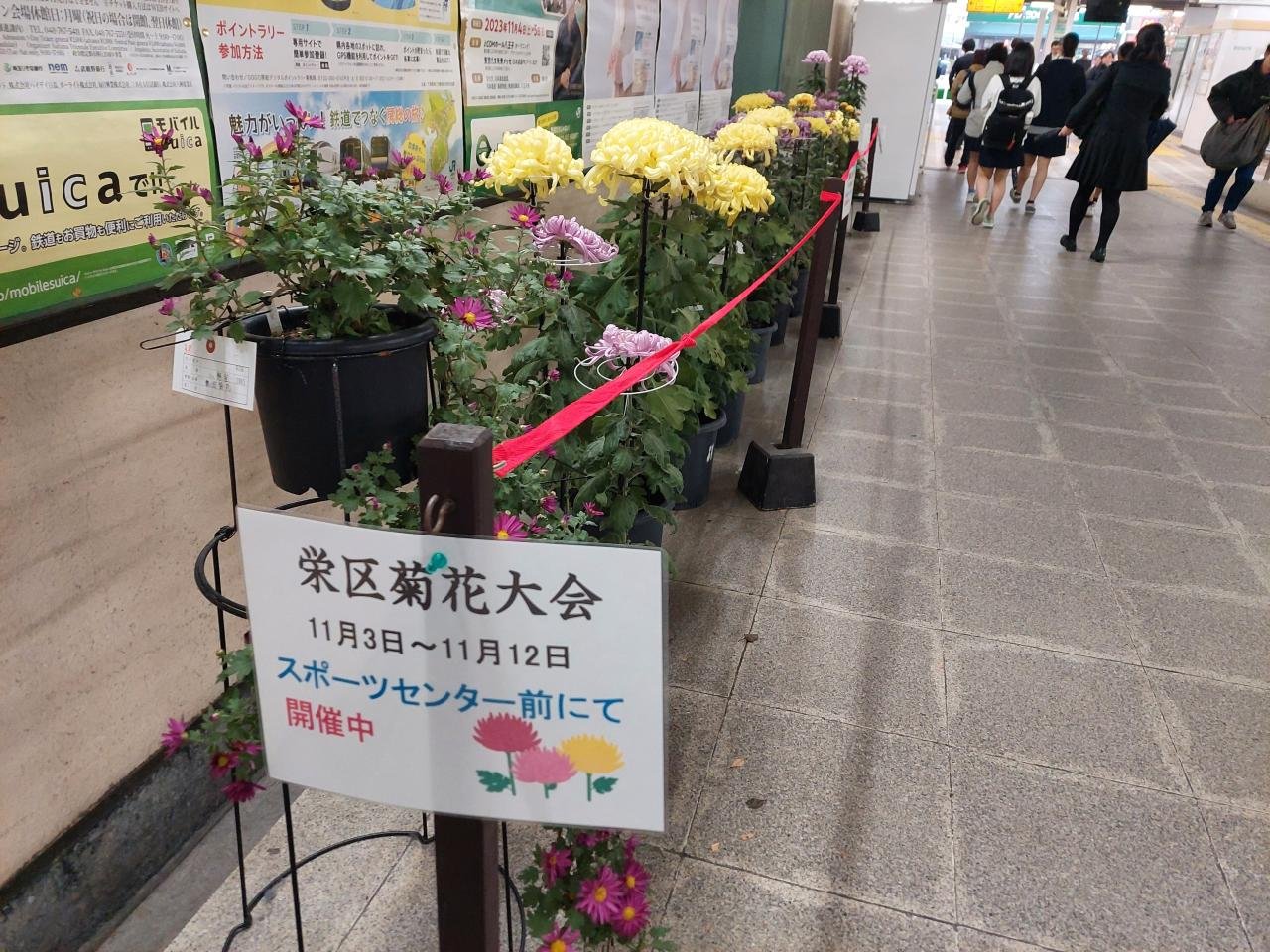 第38回栄区菊花大会