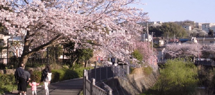 いたち川桜